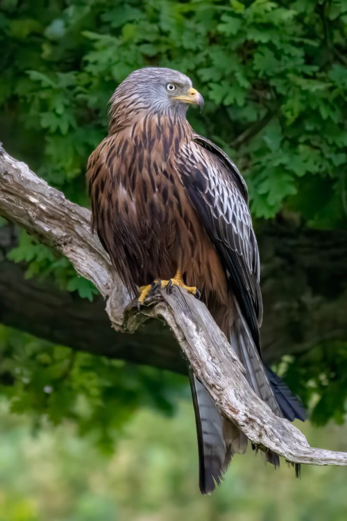Red Kite (Rotmilan)   (Klicken zum öffnen)