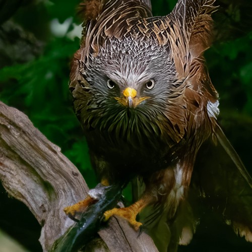 Ein Red Kite hat sich auf Fischfang spezialisiert   (Klicken zum öffnen)
