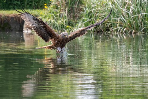 Er fängt lebende wie auch tote Fische   (Klicken zum öffnen)