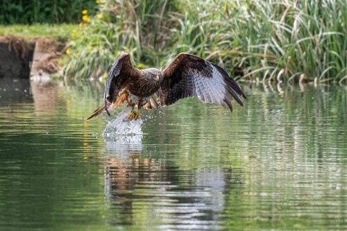 Got it...   (Klicken zum öffnen)