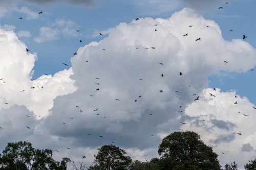 Der Himmel ist voll von Red Kites   (Klicken zum öffnen)