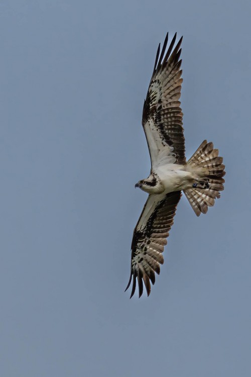 Fast alle Vögel sind markiert   (Klicken zum öffnen)