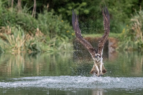 Nicht jeder Dive ist erfolgreich   (Klicken zum öffnen)