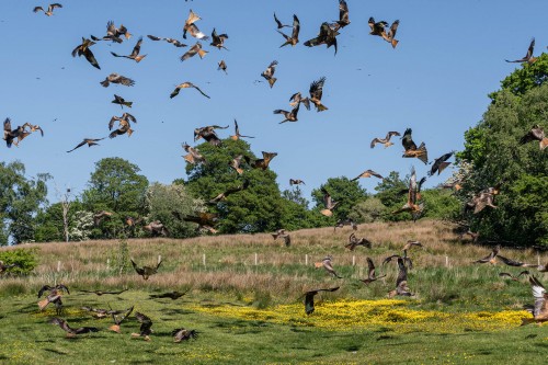 Zur Fütterung auf der Gigrin Farm erscheinen oft bis bis zu 300 Red Kites   (Klicken zum öffnen)