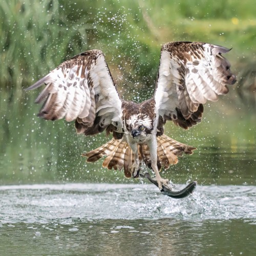 Die Flugkünste sind beeindruckend   (Klicken zum öffnen)