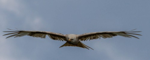 The White Kite   (Klicken zum öffnen)