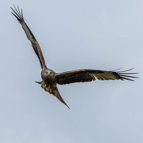 Sie sind wahre Flugakrobaten   (Klicken zum öffnen)