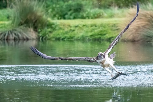 Der Fisch ist etwa halb so schwer wie der Vogel   (Klicken zum öffnen)