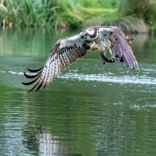 Noch zappelt der Fisch in den Fängen   (Klicken zum öffnen)