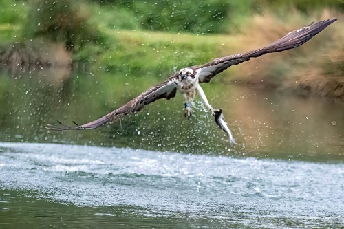 Die Wassertropfen verwirren den Autofokus   (Klicken zum öffnen)