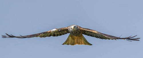 Flügelspannweite bis zu 1.80m   (Klicken zum öffnen)
