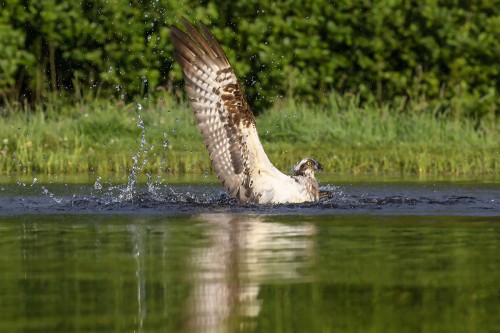 The Osprey has landed...   (Klicken zum öffnen)