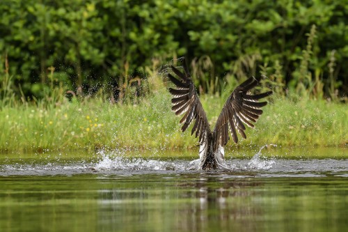 Der take off ist anstrengend   (Klicken zum öffnen)