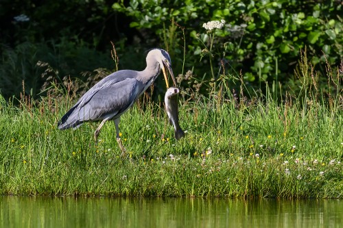 Auch der Graureiher hat den Fischteich als Nahrungsquelle entdeckt   (Klicken zum öffnen)