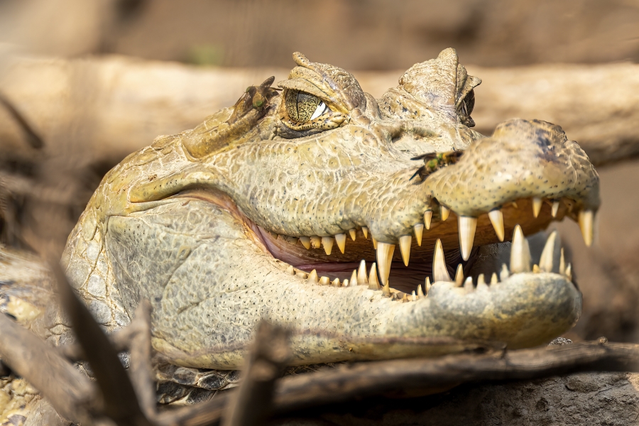 Peruvian Amazon Peruvian Amazon